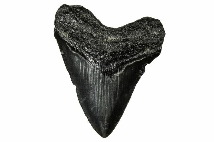Serrated, Juvenile Megalodon Tooth - South Carolina #340478